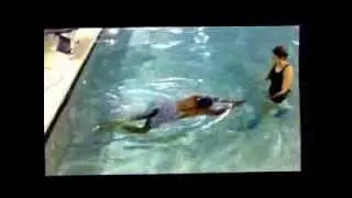 Splash Swim & Wellness Adult Private Swim Lesson