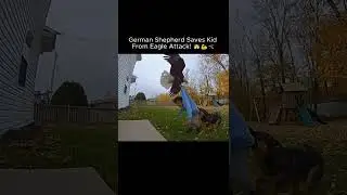 Hero Dog saves a Little Boy from an Eagle #dog