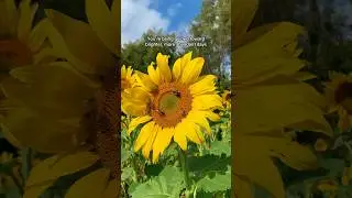 Sunflower Spiritual Meaning 🌻 Abundant Days Ahead 🌻 #projectmellow #sunflowers #october