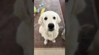 Dog Chatters for Chicken 🍗⁣ ⁣ #funnydog #goldenretriever #puppy