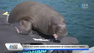 Norway Puts Down Walrus Freya That Drew Crowds