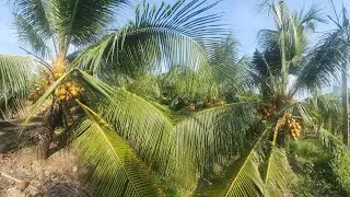 Thu hoạch dừa nghen 