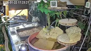 Ruhiger später Nachmittag am Vogel-Spa (22.01.2026)