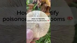 Foraging Mushrooms & how to identify poisonous fungi.