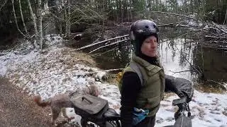 The Most Adventurous Dogs in the World: one week of emountain bike adventures in Pacific Northwest!