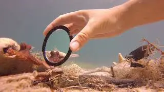 Octopus Egbert sees own reflection in mirror