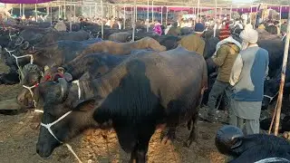 28दिसंबर #धुंधड़का पशु मंडी 65 70हज़ार से भैसो की कीमत शुरू बजार देखे#animal #baffalo #bull 