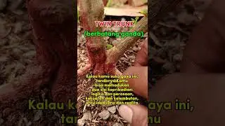 PSIKOLOGI BONSAI (TWINS TRUNK) #bonsai #bonsaiindonesia #tutorialbonsai