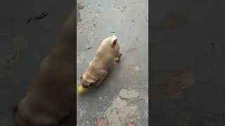 pug playing ball #short