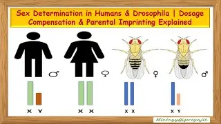 Sex Determination in Humans & Drosophila | Dosage Compensation & Parental Imprinting Explained.