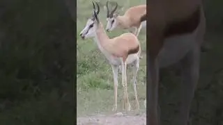 The South African Springbok #wildlife #wildafrica #antelope