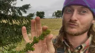 Harvesting Bunya Bunya Pines! ~ Regeneration Sunshine Ep. 2