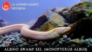 Albino Swamp Eel. The RARE Albino Monopterus albus! (Leopard Aquatic G027A)