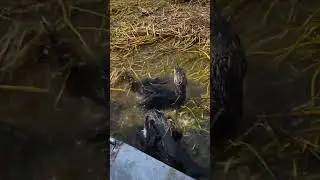 Humans use smart bird to catch fish​​ in the water #short