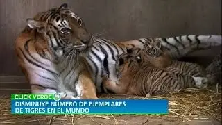 CLICK VERDE | Gran p&eacute;rdida del h&aacute;bitat de los tigres en el planeta