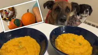 Pumpkin Soup for Dogs | Cooking for Dogs |Vlog