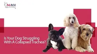 USA Made Supplements for Collapsed Trachea in Dogs | The Ask Ariel Kit