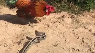 Rooster VS Snake: Who Will Win?