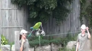 Parrot riding bike