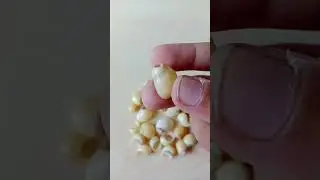 Neritidae familyasından nerite kabukları😍😍😍😍😍#seashellrio#neritidae