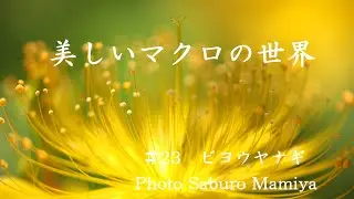 美しいマクロの世界＃23　ビヨウヤナギ