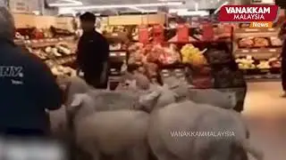 Grocery run gone wrong! Sheep invade supermarket in wild shopping spree