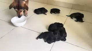 The Heartbreaking Reaction of a Puppy When Its Mother Ignores It