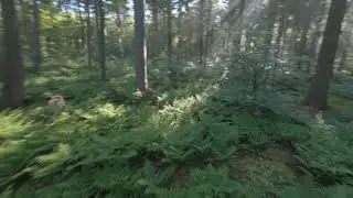 Drone meets jungle