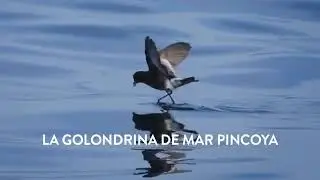 Golondrina de mar pincoya
