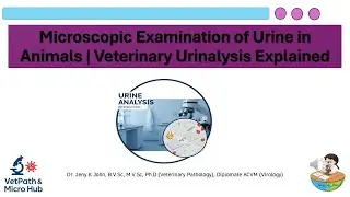 Microscopic Examination of Urine in Animals | Veterinary Urinalysis Explained