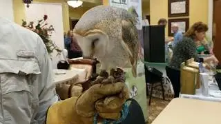 Fabulous Female British Barn Owl & Daniel J. Prohaska with The Center for Birds of Prey