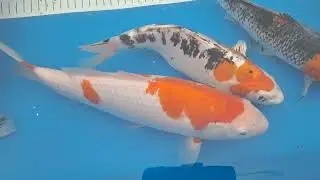 New pond fish selection 😍🐟😍
