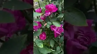 Rose: Plant Spotlight #plantblogger #roses #rosebush #substack #plants #gardening #landscaping