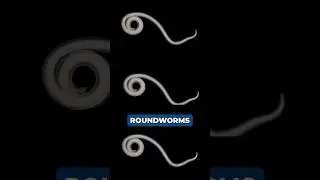 Alaska&rsquo;s parasitic worms - Pet owners beware. #petadvice #alaska #pets