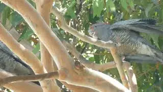 Gang-gang Cockatoo male feeding juvenile in Angophora canopy Melbourne Australia  6 February 2024