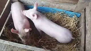 Крупная БЕЛАЯ порода