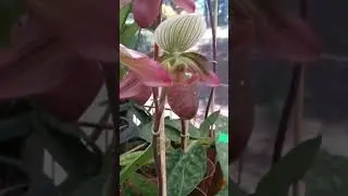 Las mejores orqu&iacute;deas est&aacute;n en Misiones #orqu&iacute;dea #primavera #flores