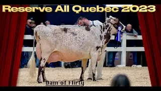 2025- National Ayrshire Show SUCCESS BOLSONARO SO FLIRTY - Summer Yearling Class