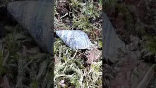 Fossilised shell meaning