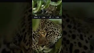 Shooting wildlife in 8k