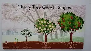 Cherry Trees (Late Spring&ndash;Summer Pruning)