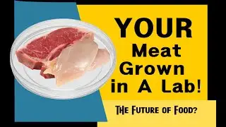 Meat from Petri Dishes: Good Meat and Upside Foods Receive USDA Approval for Lab -Grown Chicken!