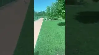 Golden Doodle's Hilarious Ball Chase Fail: Sneaky Pup Steals it! 😂| 'Fractured' original #shorts