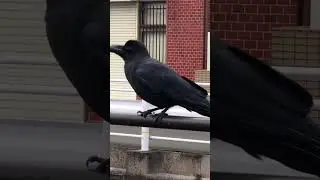 Crows In Japan Are Not Scary To Approach #shorts #naturelover #youtubeshorts