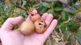 La cules de Mosmoane, Mespilus germanica,  Medlar , Mosmon