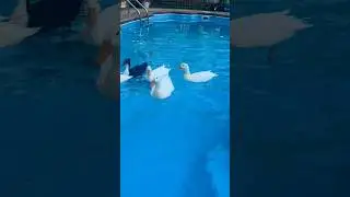 Pet PeKin Ducks 🦆 A Day In The Life #pet #duck #shorts