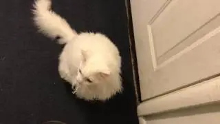 Thursty DEMANDS a walk!