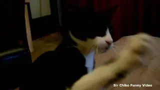 Котопес сэр Уильям Урчикот DoggyCat Sir William funny video