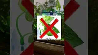 5 лучших растений для бойцовых рыб