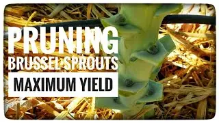 Pruning Brussel Sprouts for maximum harvest yield.